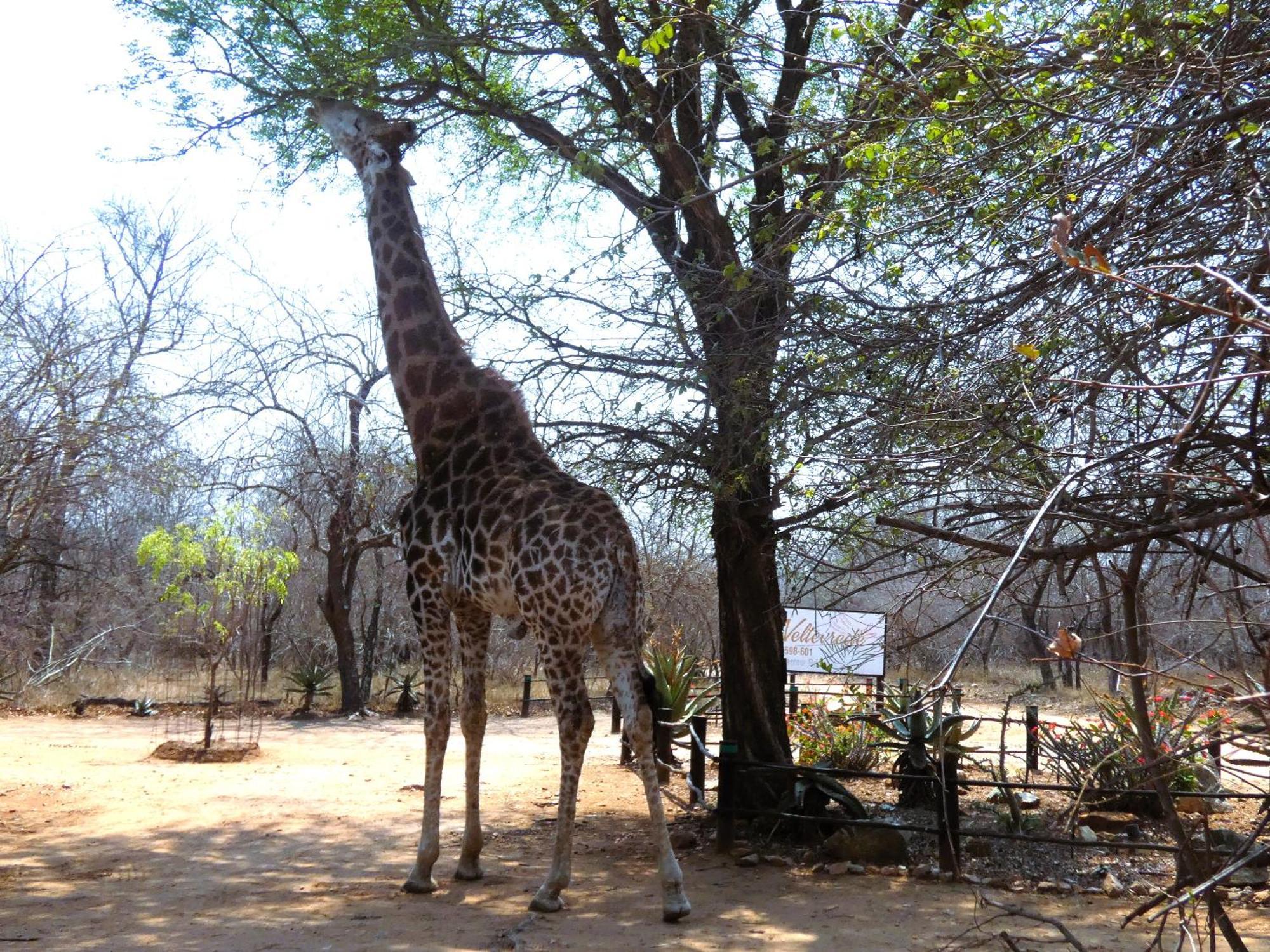 Weltevrede Lodge - Self Catering Houses Marloth Park Exterior foto